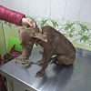 Смоленские зоозащитники спасают собаку, покалеченную хозяевами