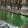 В озере Соловьиной рощи Смоленска резко позеленела вода