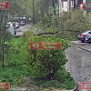 В Смоленской области шторм валит деревья