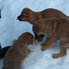 Под Смоленском выкинули собаку с тремя щенками