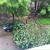 В Смоленске рухнувшее дерево перекрыло проезд по улице
