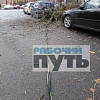 В Смоленске из-за штормового ветра дерево упало на машины