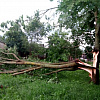 В райцентре Смоленской  области ветер повалил деревья 