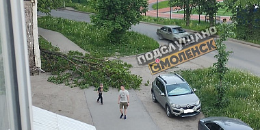В Смоленске дерево упало на тротуар возле дома