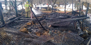 В Смоленской области пожар унес жизни 85 животных