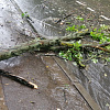 В Смоленске из-за непогоды  падали деревья  