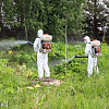 В Смоленске продолжается химическая обработка территорий против борщевика
