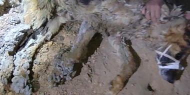 В Смоленском районе завершилась операция по спасению застывшего в бетоне пса