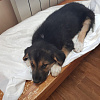 «Кишечник выпал» В Смоленской области живодер жестоко избил щенка 