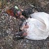 В Смоленске найдены мертвые курицы