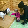 В Смоленске открылся ручной зоопарк