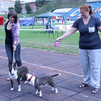 Международная выставка собак «Смоленская крепость» прошла в Смоленске