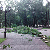 Фото: В центре Смоленска ветер повалил деревья