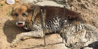 В Смоленском районе пес угодил лапами в бетон и застыл в нем