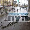 В Смоленске из-за штормового ветра дерево упало на машины