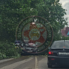 В Смоленске рухнувшее дерево мешает движению автомобилей
