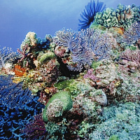 В Смоленске открылась выставка «Сокровища морских глубин»