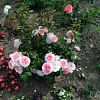 В саду музея Гагарина в Смоленской области расцвели розы «Майор Гагарин»