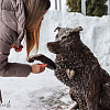 В Смоленске Полкан "собирает" деньги для собачьего приюта