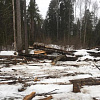 В Смоленской области задержали «черного лесоруба», напилившего на 1,5 млн рублей