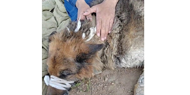 Появились подробности спасения пса из застывшего бетона в Смоленском районе