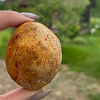 В Беларуси даже «заморский» сыр белпер-кнолле похож на картошку.