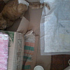 В Смоленской области кот отгрыз себе лапу, за которую его подвесили живодеры