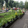 В главном парке Смоленска озеленили центральную аллею
