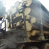 В Смоленской области «черные лесорубы» незаконно спилили деревьев почти на 4 млн рублей