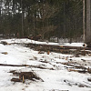 В Смоленской области задержали «черного лесоруба», напилившего на 1,5 млн рублей