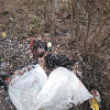 В Смоленске найдены мертвые курицы
