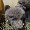 Специалисты рассказали, как выхаживают медвежат-сирот из Смоленской области
