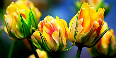В Смоленске обозначили места для торговли цветами к 8 марта