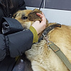 В Смоленске девочка едва не замучила собаку до смерти