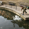 В центральный парк Смоленска вернулись лебеди