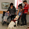 "Лечение любовью". Смоленские собаки-терапевты помогают детям с инвалидностью