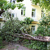 В центре Смоленска дерево вместе с бетонным столбом обрушилось на дом