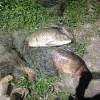 В Смоленской области задержали рыбака-браконьера