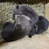 Специалисты рассказали, как выхаживают медвежат-сирот из Смоленской области