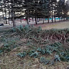 Жители райцентра Смоленской области обеспокоены вырубкой аллеи голубых елей