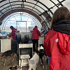 Команда «Молодежки ОНФ» Смоленской области помогает приюту для собак Натальи Беликовой