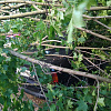 В Смоленске упавшее дерево повредило три авто 