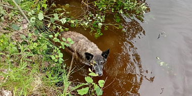 В Смоленской области пес угодил в водяной плен