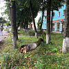 В Смоленской области ураган «скосил» более двух десятков деревьев