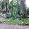 Фото: В центре Смоленска ветер повалил деревья