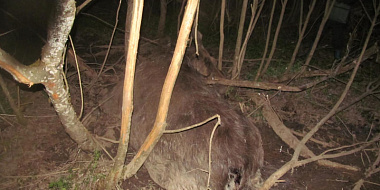 В Смоленской области браконьер поймал в капкан лосиху с ее детенышем