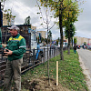В Смоленске озеленяют улицу 25 Сентября