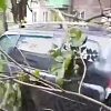 Соцсети: в Смоленске дерево упало на автомобили