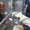 В Смоленске открылась выставка «Сокровища морских глубин»