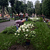В главном парке Смоленска озеленили центральную аллею